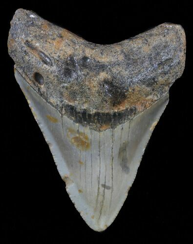 Juvenile Megalodon Tooth - North Carolina #59173